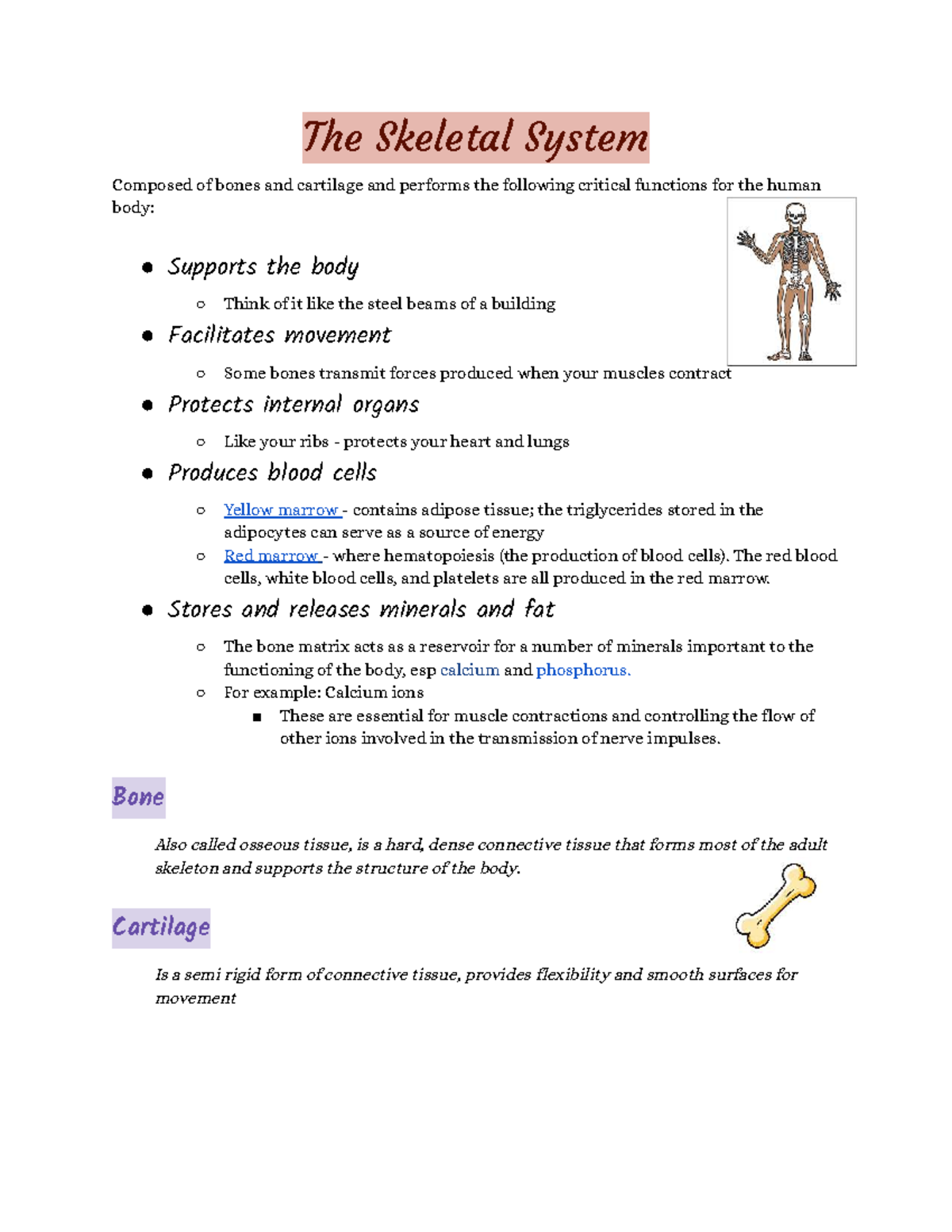 Skeletal System and Cranial Bones Overview (BIO 101) - Studocu