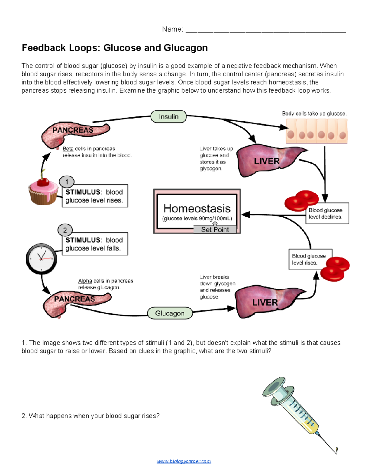 Feedback loops   Summary of insulin/glucagon interactions   Name ...