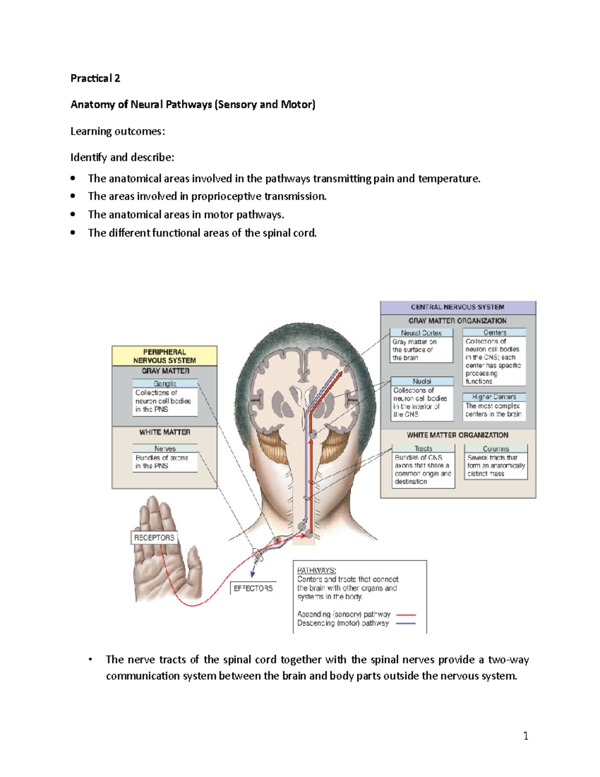 HUB 123 Practical 2: Neural Pathways and Motor Functions Overview - Studocu
