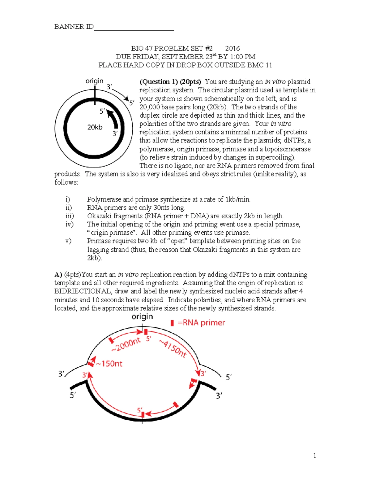 Gene Expression and Structure: RNA Processing & Transcription Lecture ...
