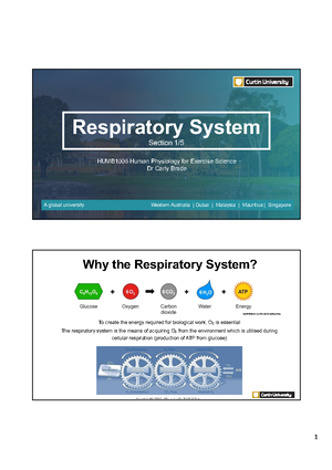 respiratory system - This guide will cover the basic anatomy, processes ...