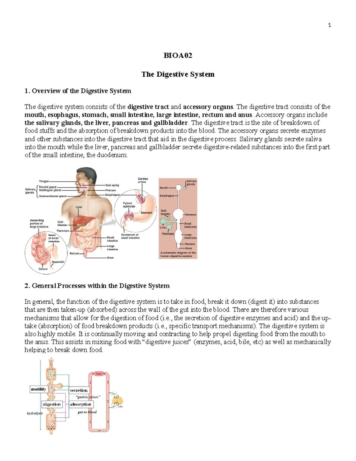 BIOA Lecture 11 Notes: Comprehensive Overview of the Digestive System ...
