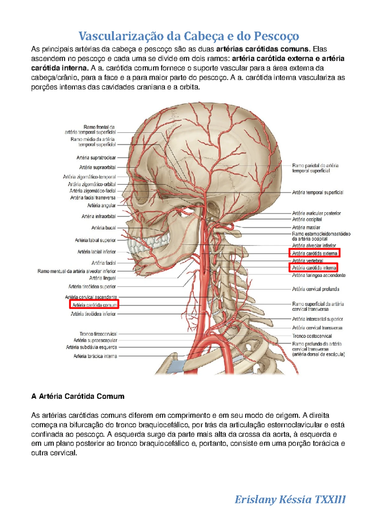 Vascularização da cabeça e pescoço - As principais artérias da cabeça e ...
