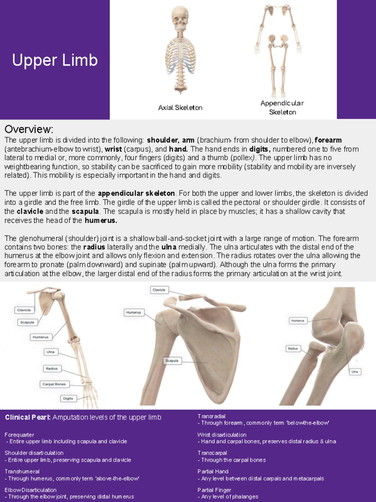 Upper Limb Anatomy Overview: Muscles & Mechanics of Arm (HT 01.W) - Studocu