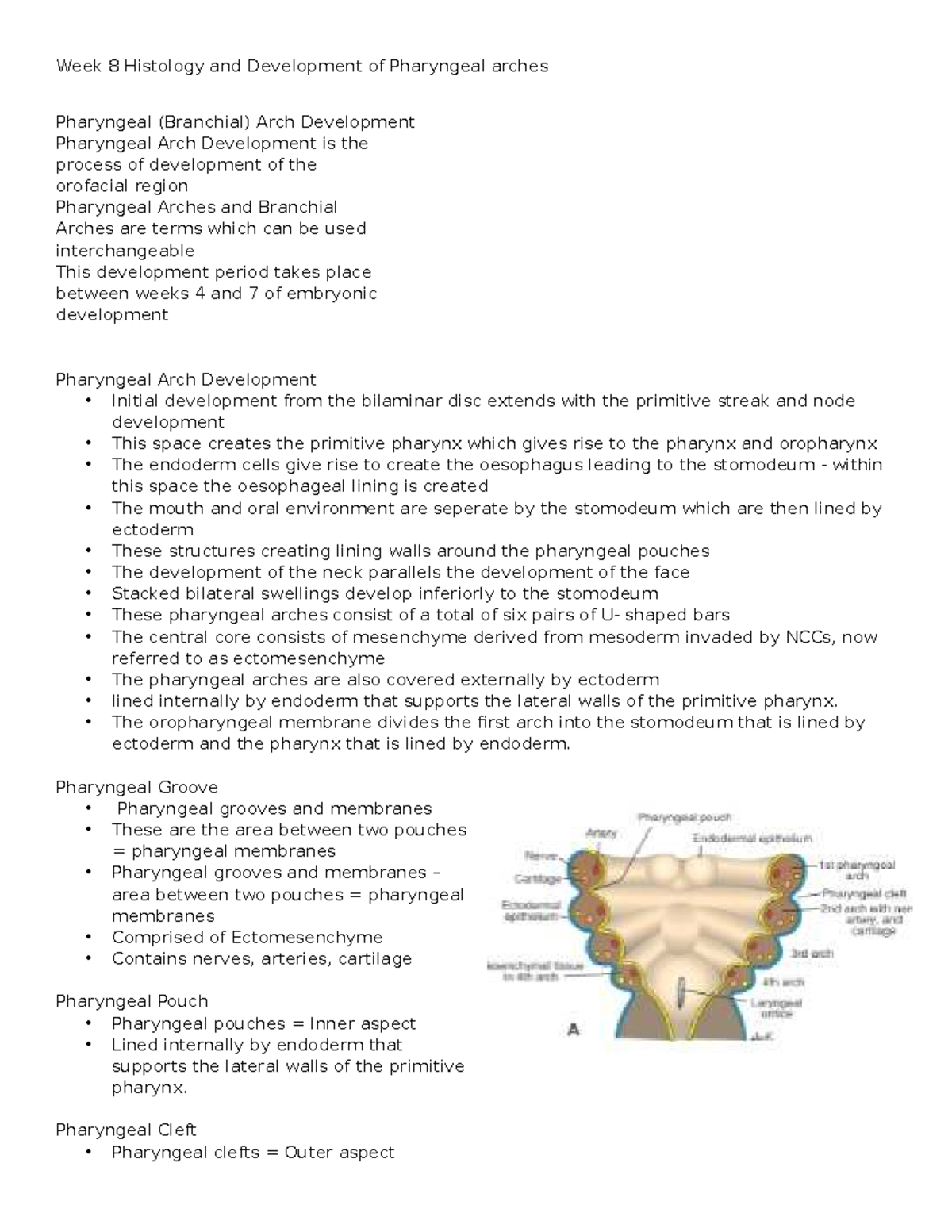 Week 8 Histology: Development of Pharyngeal Arches - Studocu