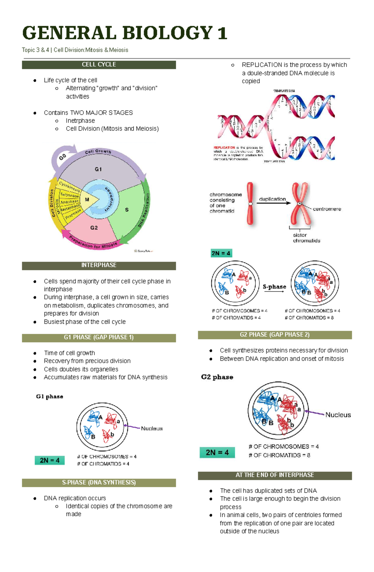 BIO 101 Final Exam Notes: Cell Division, Mitosis & Meiosis - Studocu