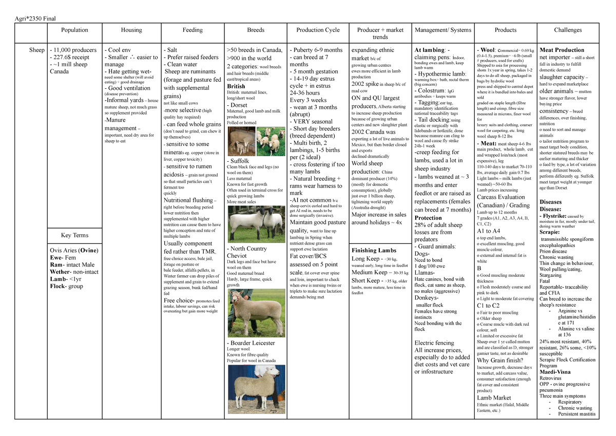 Agri*2350 Final Study: Comprehensive Guide to Sheep Production in ...
