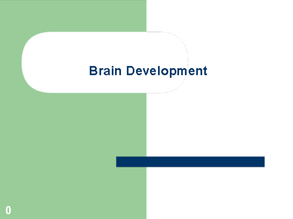 Lecture 4 Brain Dev Outline - Brain Development Outline Structures of ...