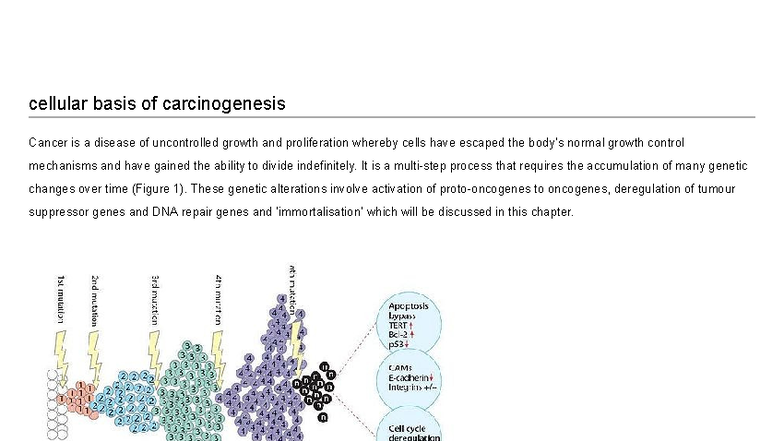 Cellular Basis of Carcinogenesis: Mechanisms and Pathways in Cancer ...