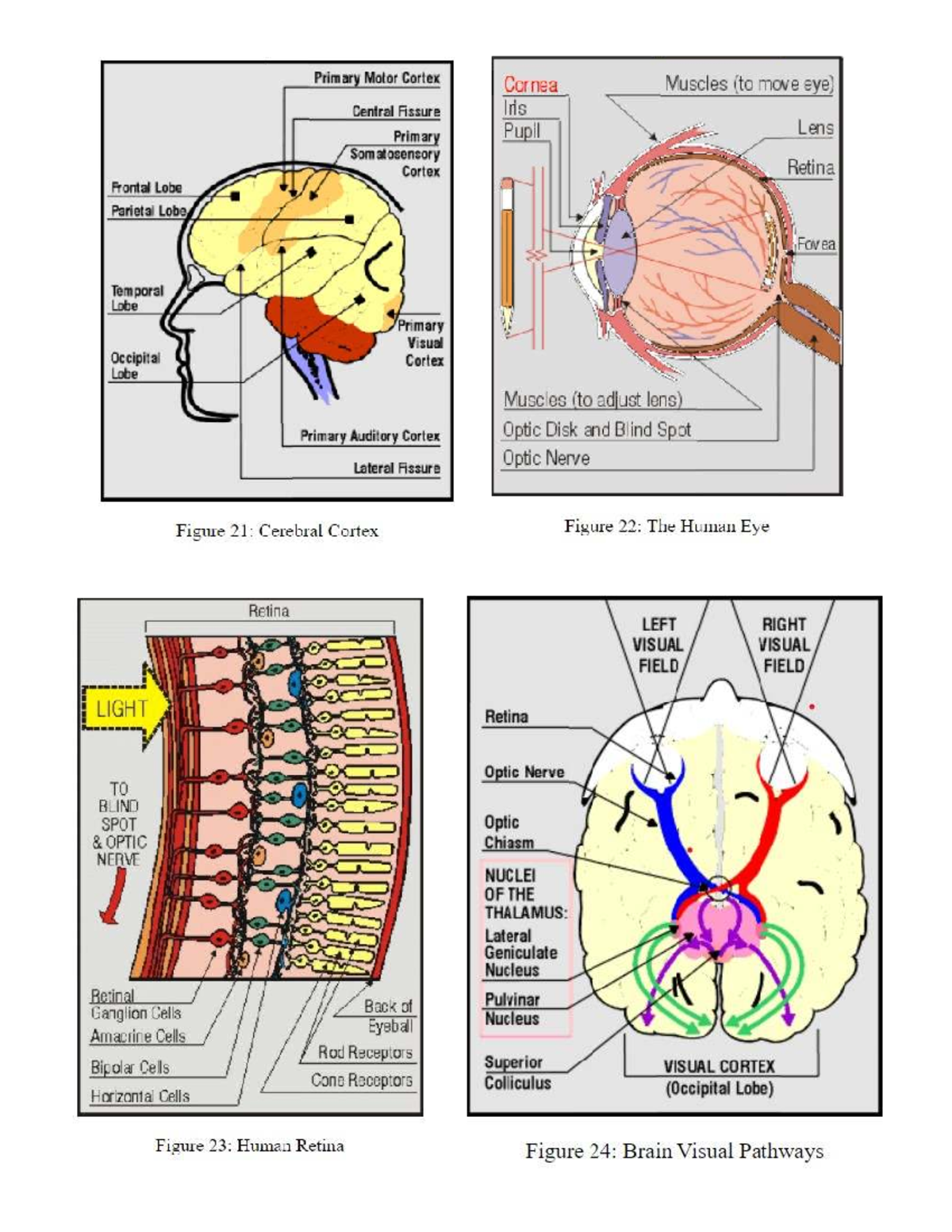 Chapter 5: Visual Pathways & Cortical Structures (Tutorials 21-24 ...