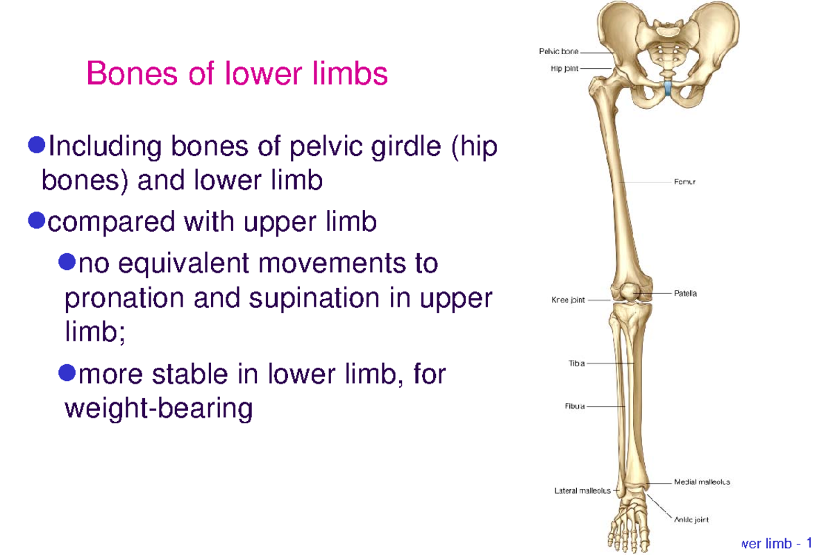 Lower Limb Parts Name
