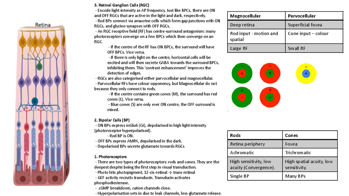 Retinal Cell Functions and Signal Pathways - Vision Summary 2023 - Studocu