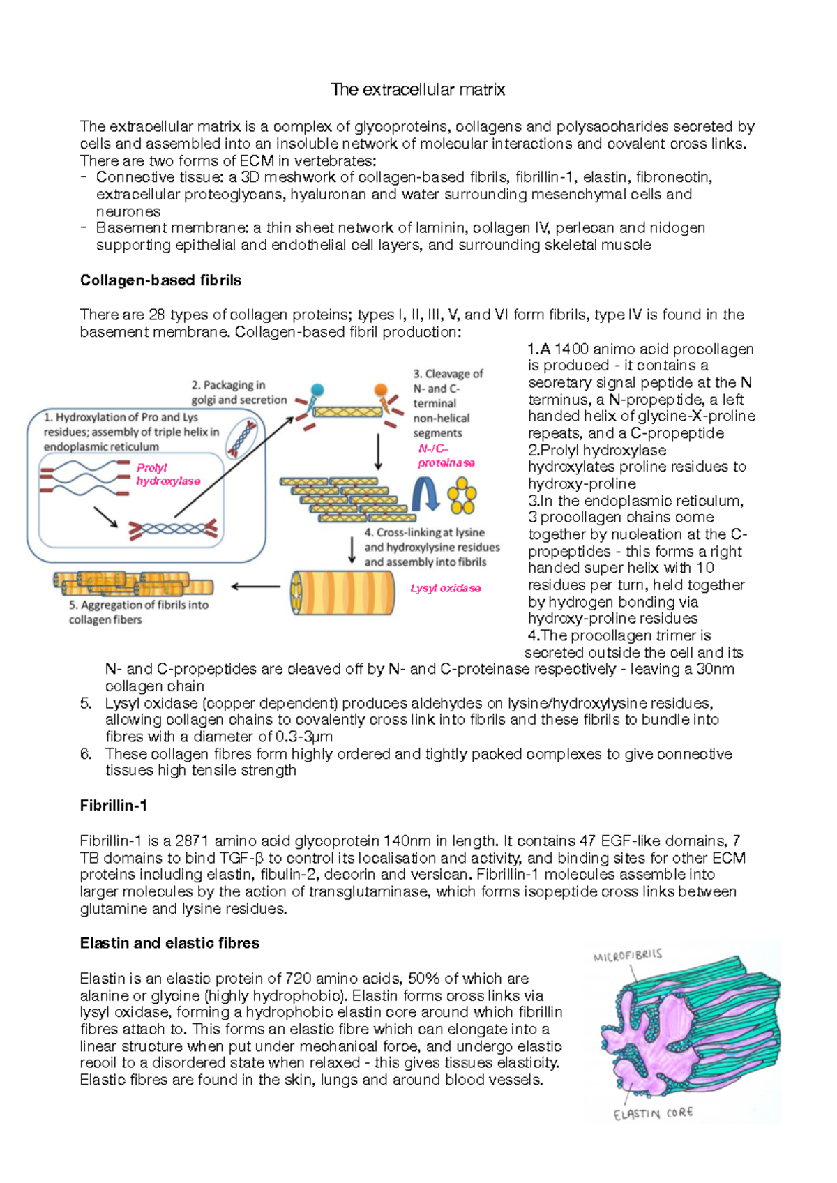 Lecture 21-23: Overview of the Extracellular Matrix and Its Functions ...