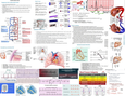 Cheat sheets for Studying Anatomy and Physiology in Honors - Studocu