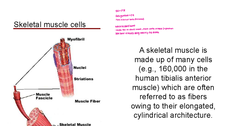 2025 RESP Final Exam - Skeletal Muscle Function & Fatigue Analysis ...