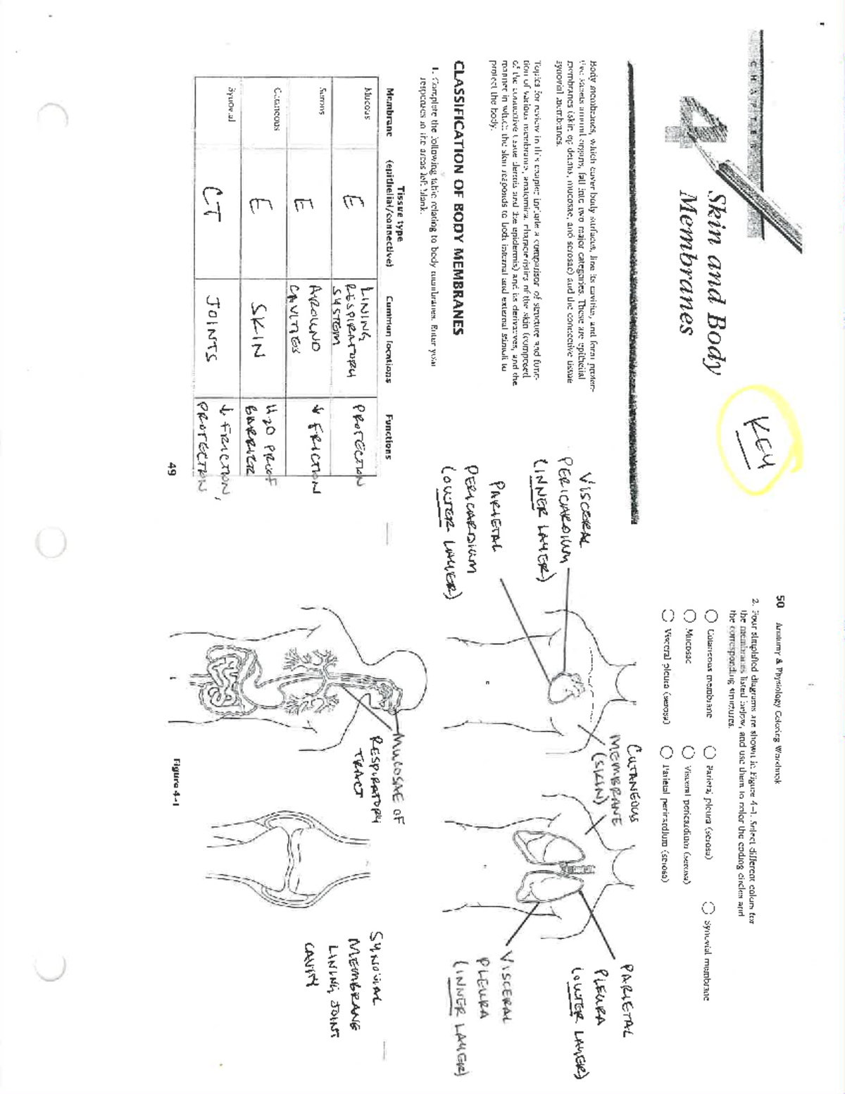 Integumentary System Packet KEY - Studocu