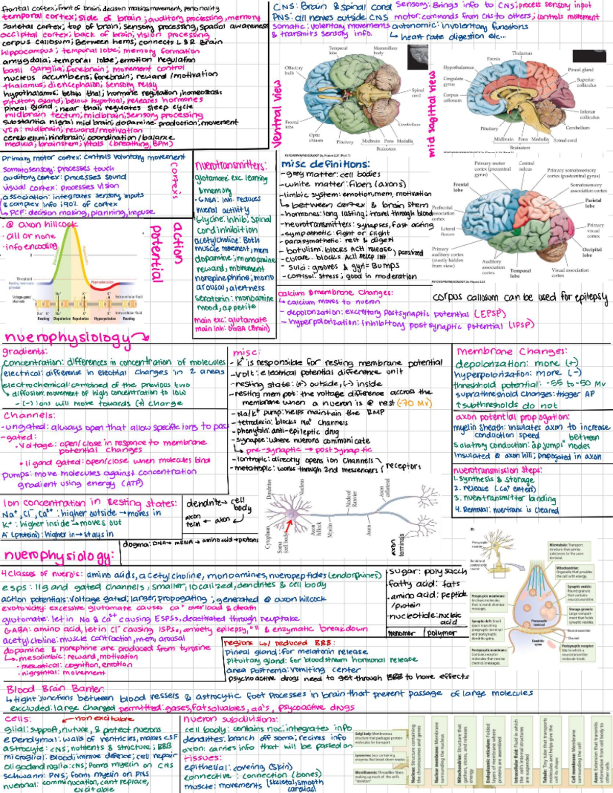 PSY 101: Exam 1 Cheat Sheet on Brain Function and Neurotransmission ...