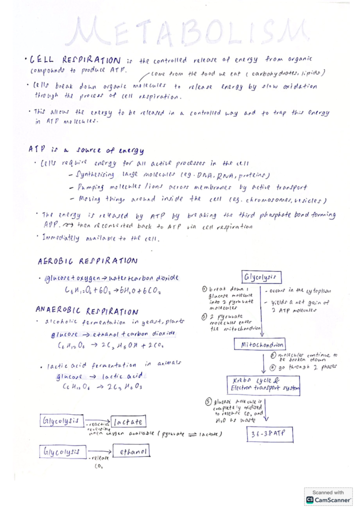 IB bio metabolism (respiration) - ETABOLISM CELL RESPIRATION is the ...
