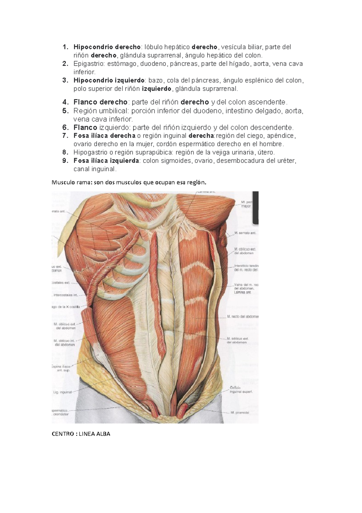 Anatomía Del Flanco Derecho
