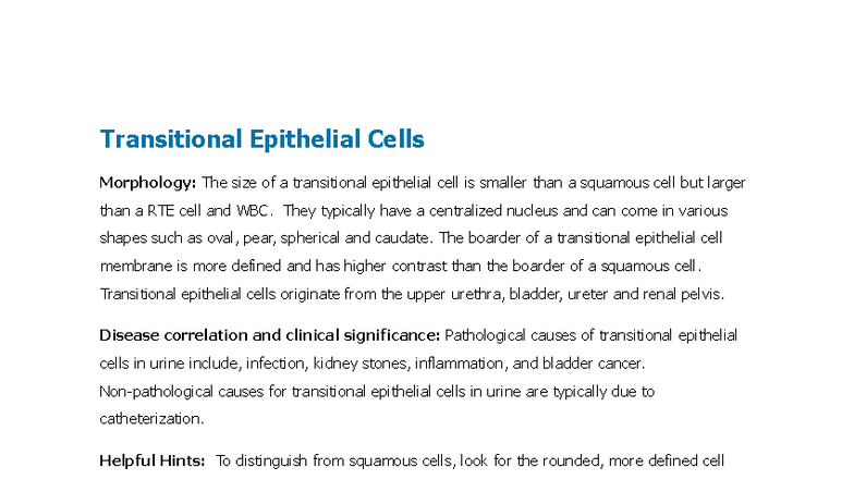 Transitional Epithelial Cells: Morphology & Clinical Significance - Studocu