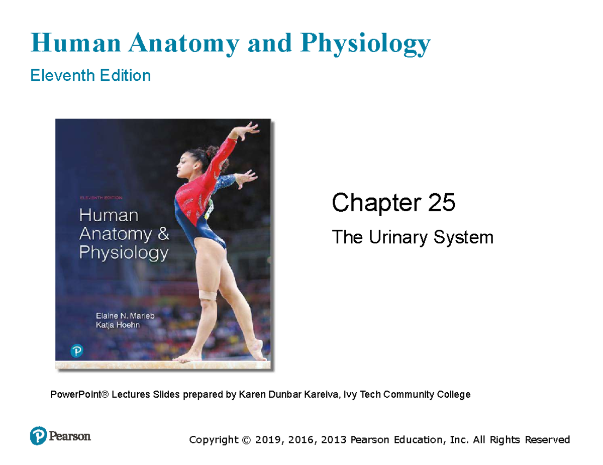 Chapter 25: The Urinary System - Lecture Slides for HAP 11th Ed. - Studocu