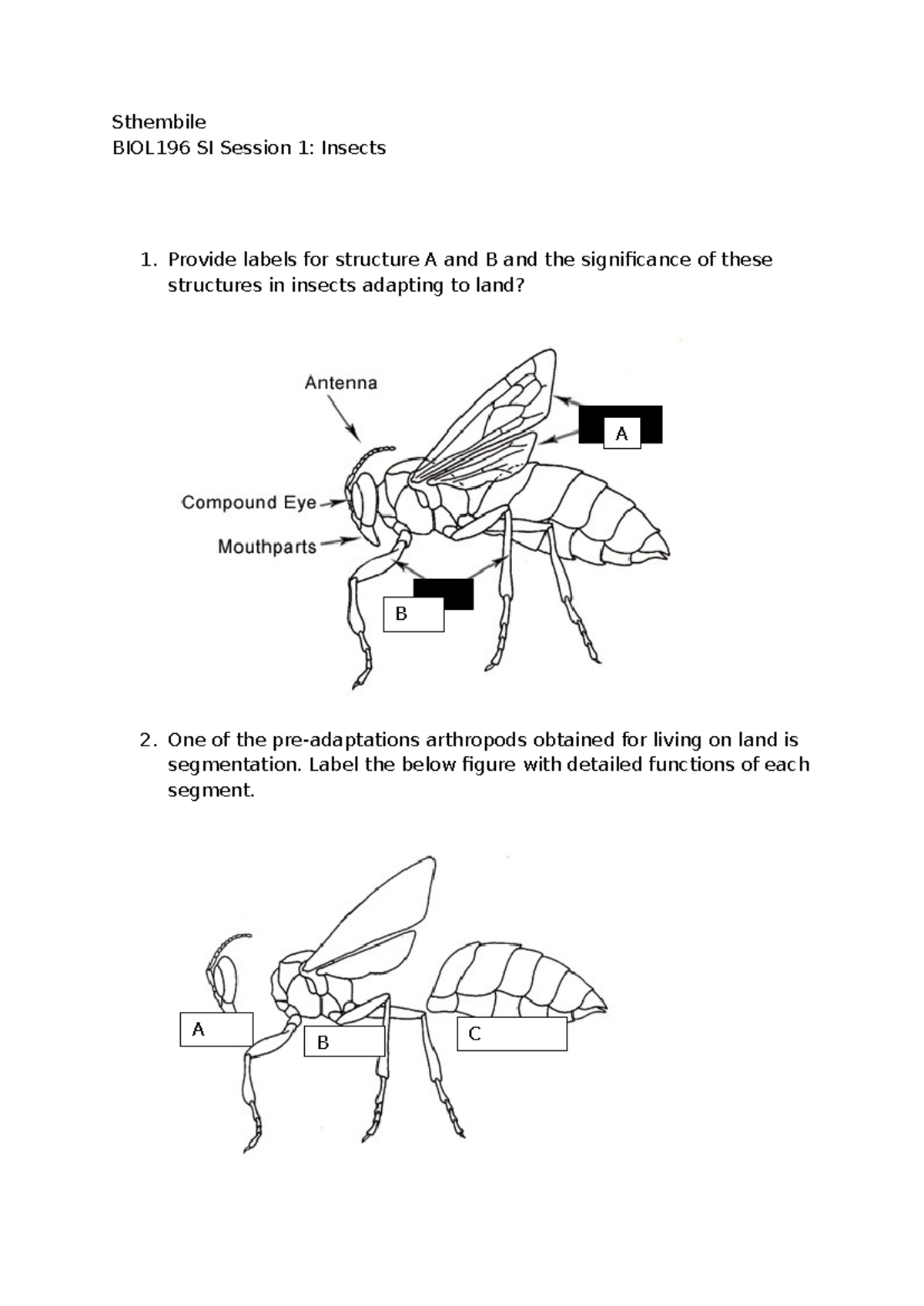 BIOL196 SI Session 1: Insect Adaptations and Segmentation - Studocu