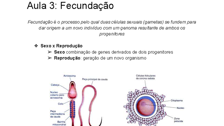 Aula 3 Fecundação - resumo - Aula 3: Fecundação Fecundação é o processo ...