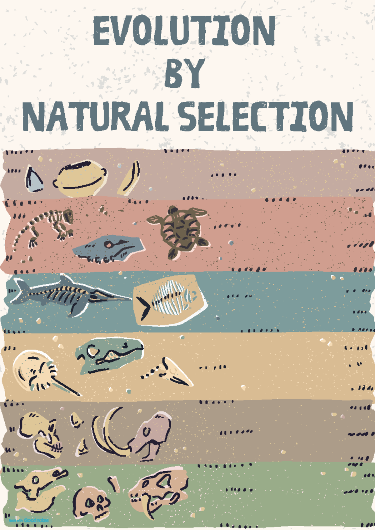 Biology Notes 3 - Evolution: Natural Selection and Speciation Insights ...