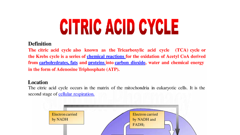Biochemistry 101: Understanding the Citric Acid Cycle (TCA) - Studocu