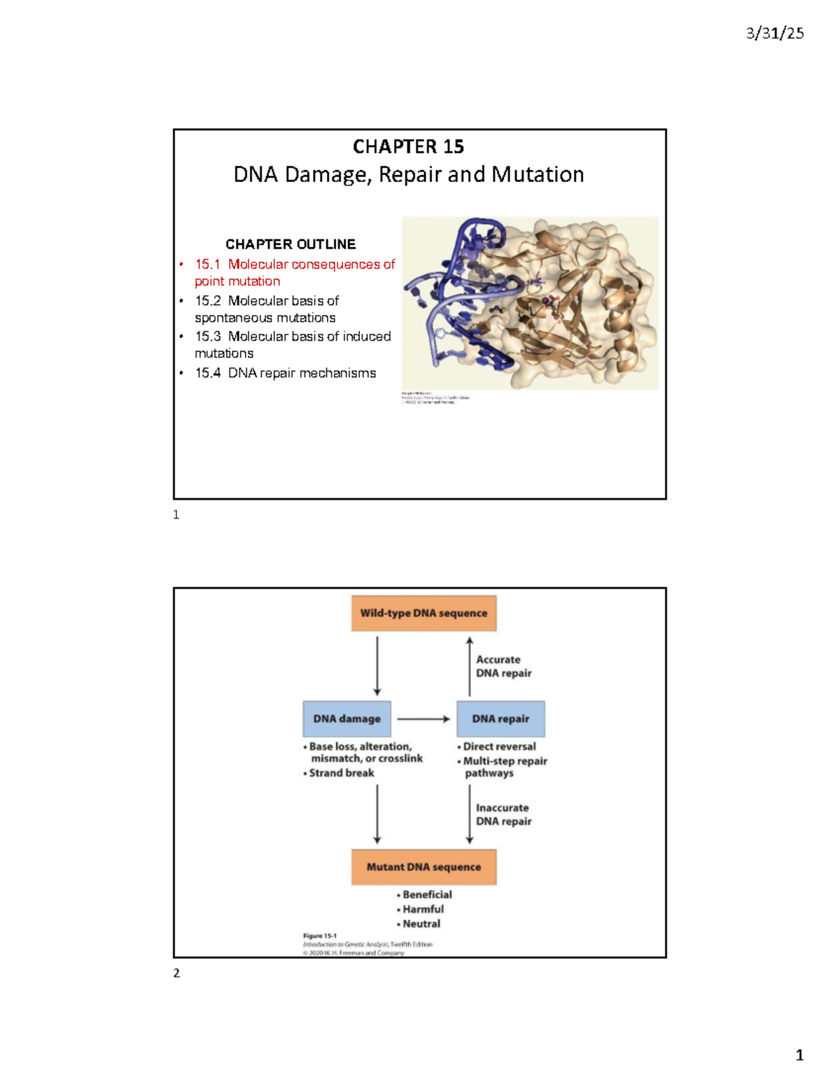 Molecular Mechanisms of DNA Damage, Repair, and Mutations (BIO 101 ...