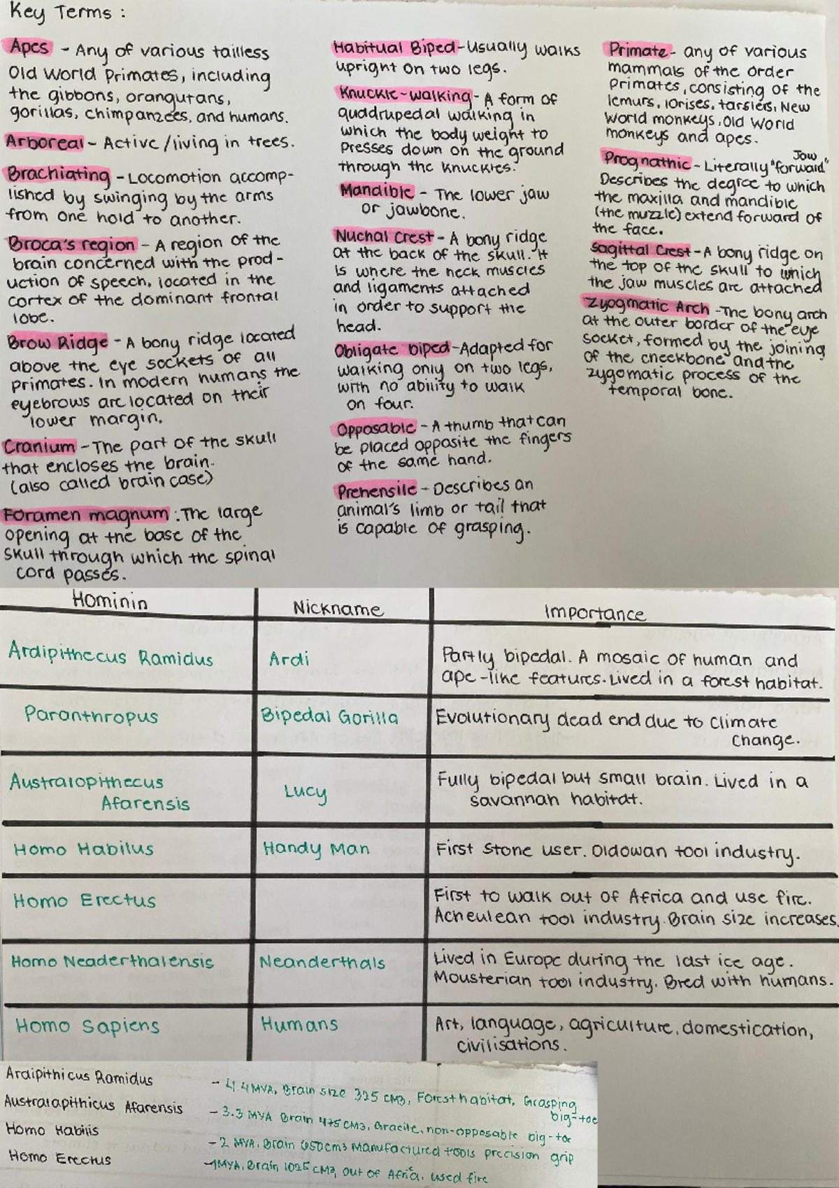 L3 Biology Human Evolution: Key Concepts & Study Notes - Studocu