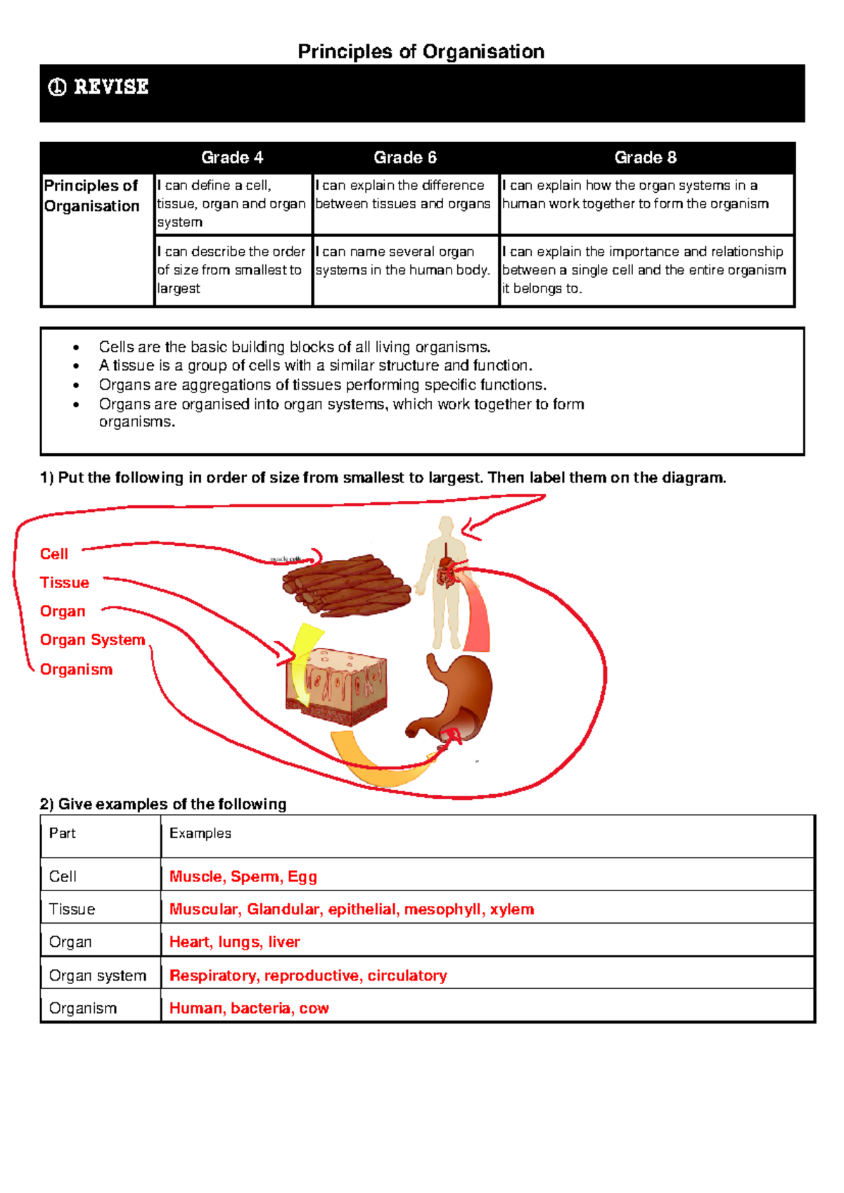GCSE-1-9-Digestive-System-Revision-Booklet - Answers - Principles of ...