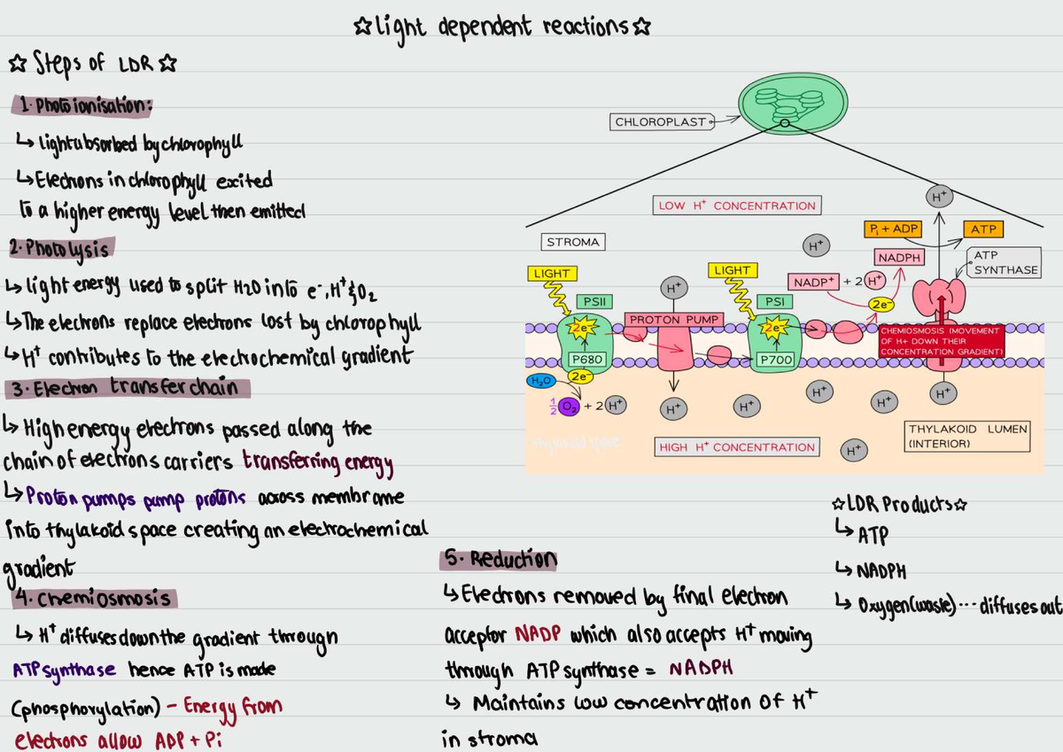 Summary Notes on Light Dependent Reactions (LDR) and Light Independent ...