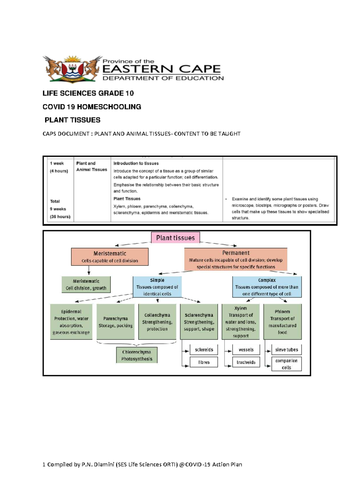 Grade 10 Life Sciences: Plant Tissue Notes for Homeschooling - Studocu