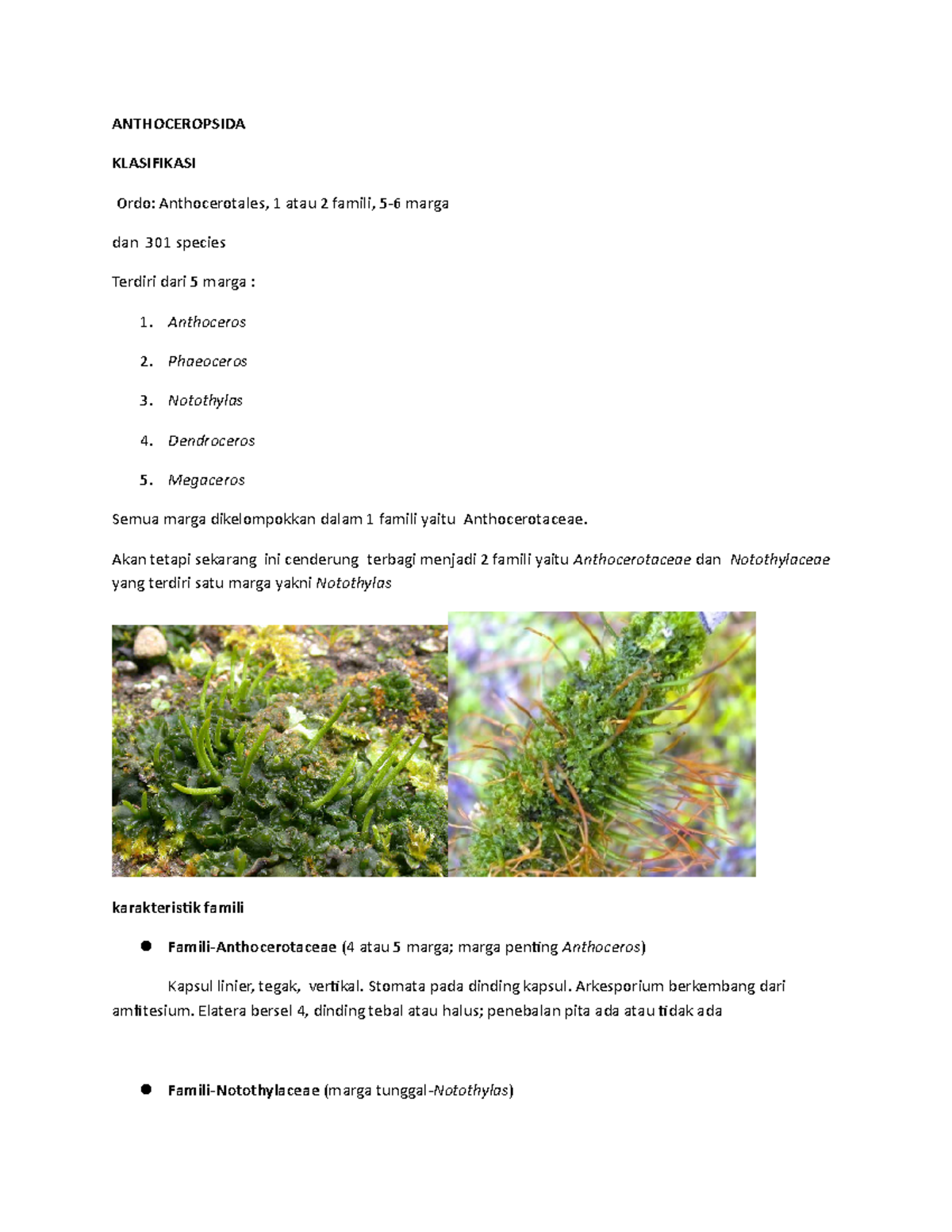 Klasifikasi dan Karakteristik Anthoceropsida: Famili Anthocerotaceae ...
