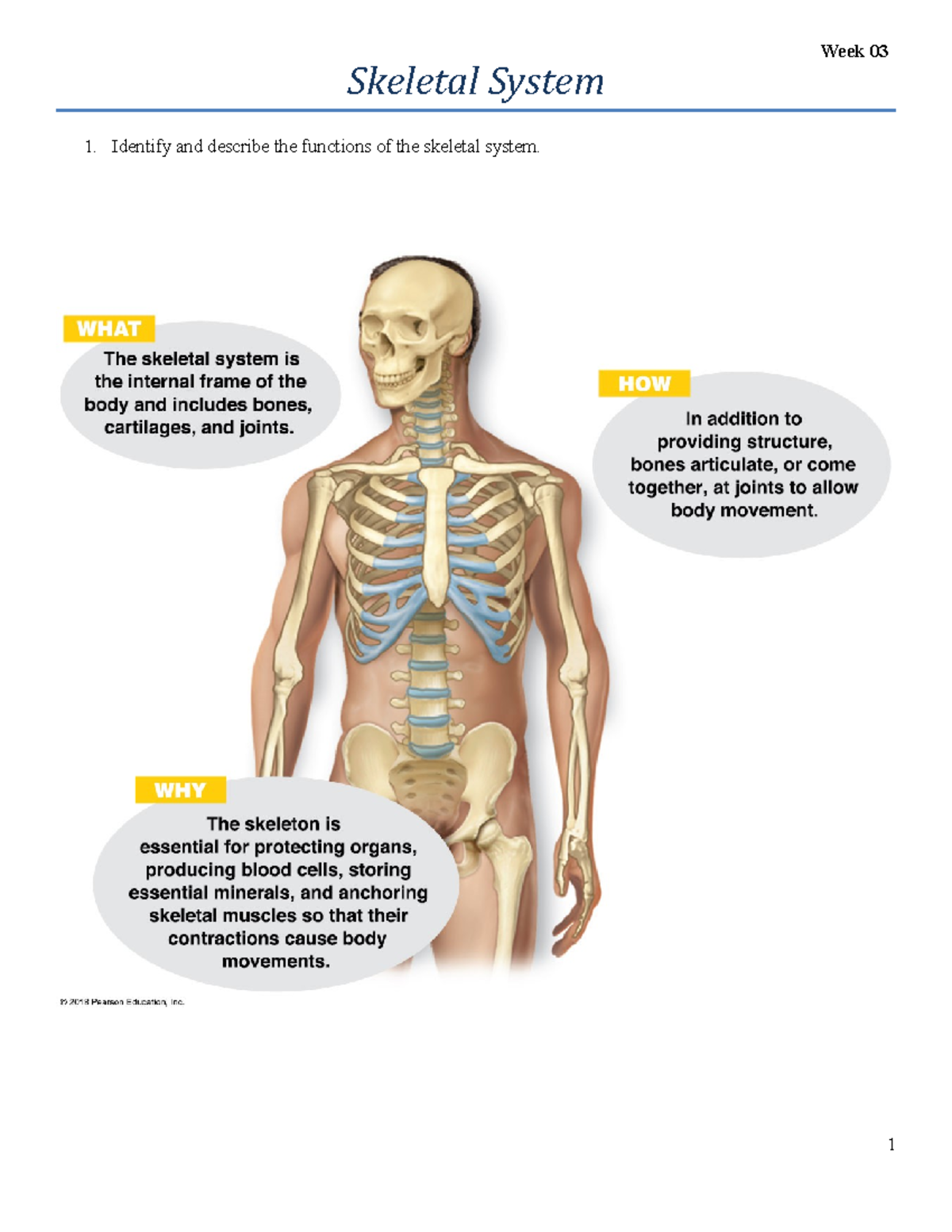 Skeletal System Functions And Organs