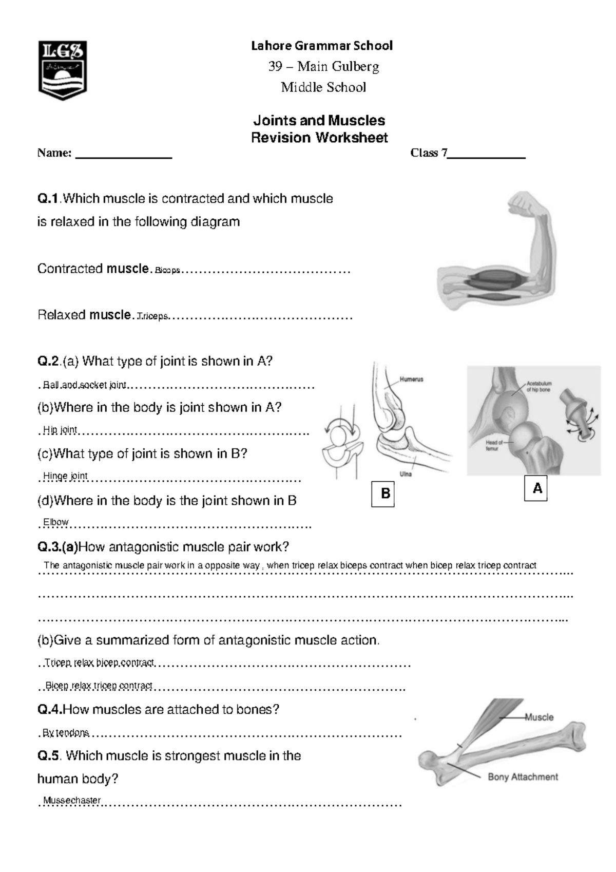 G7 Science Revision: Joints, Muscles, and Reactions Worksheet - Studocu