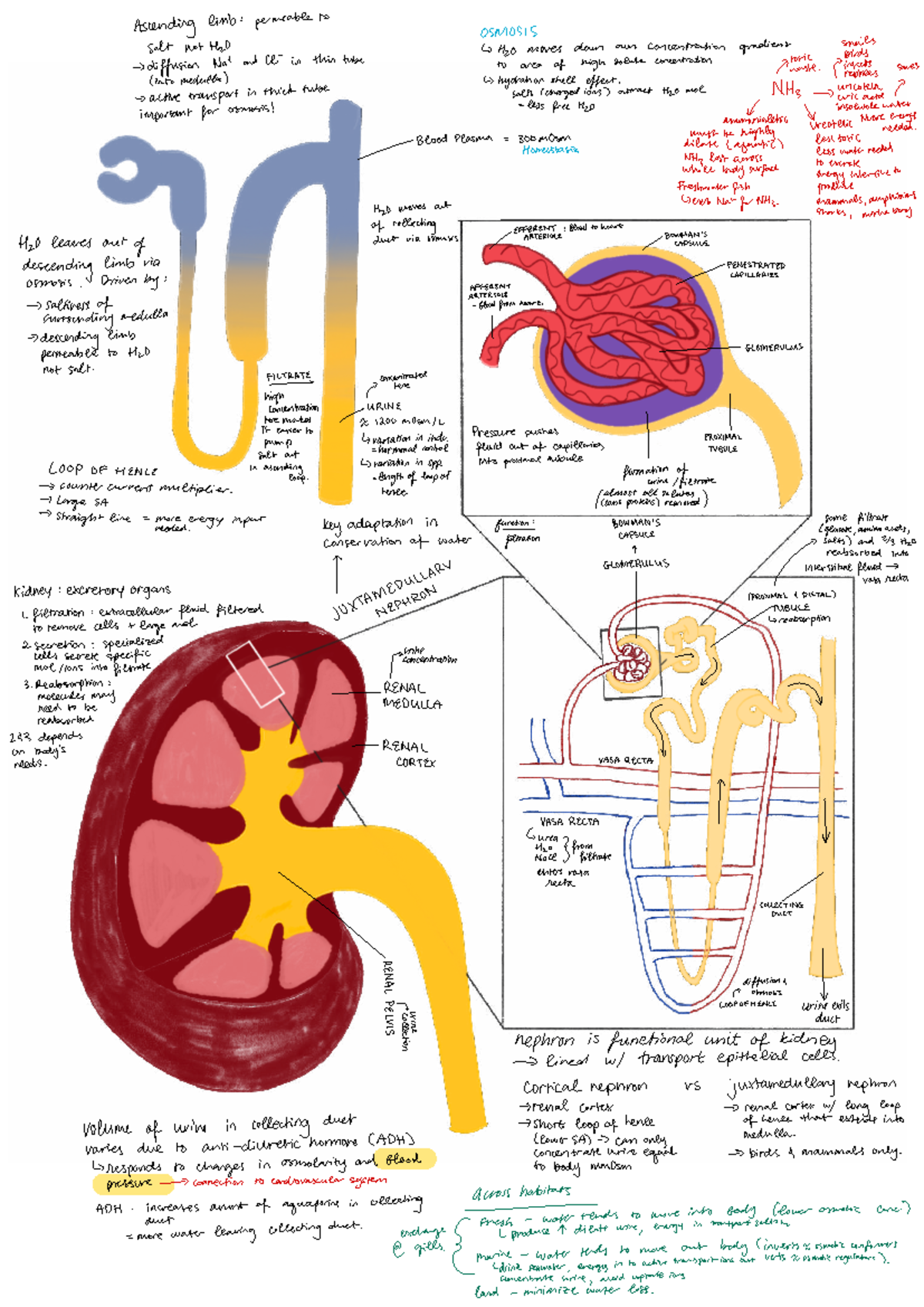 BIOE20B 3 - Kidney Function and Excretion Summary for Midterm - Studocu