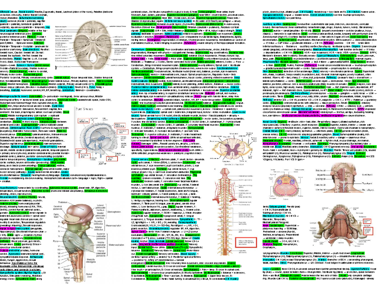 HUBS2103 Cheat Sheet: Comprehensive Overview of Skull, Brain, and ...