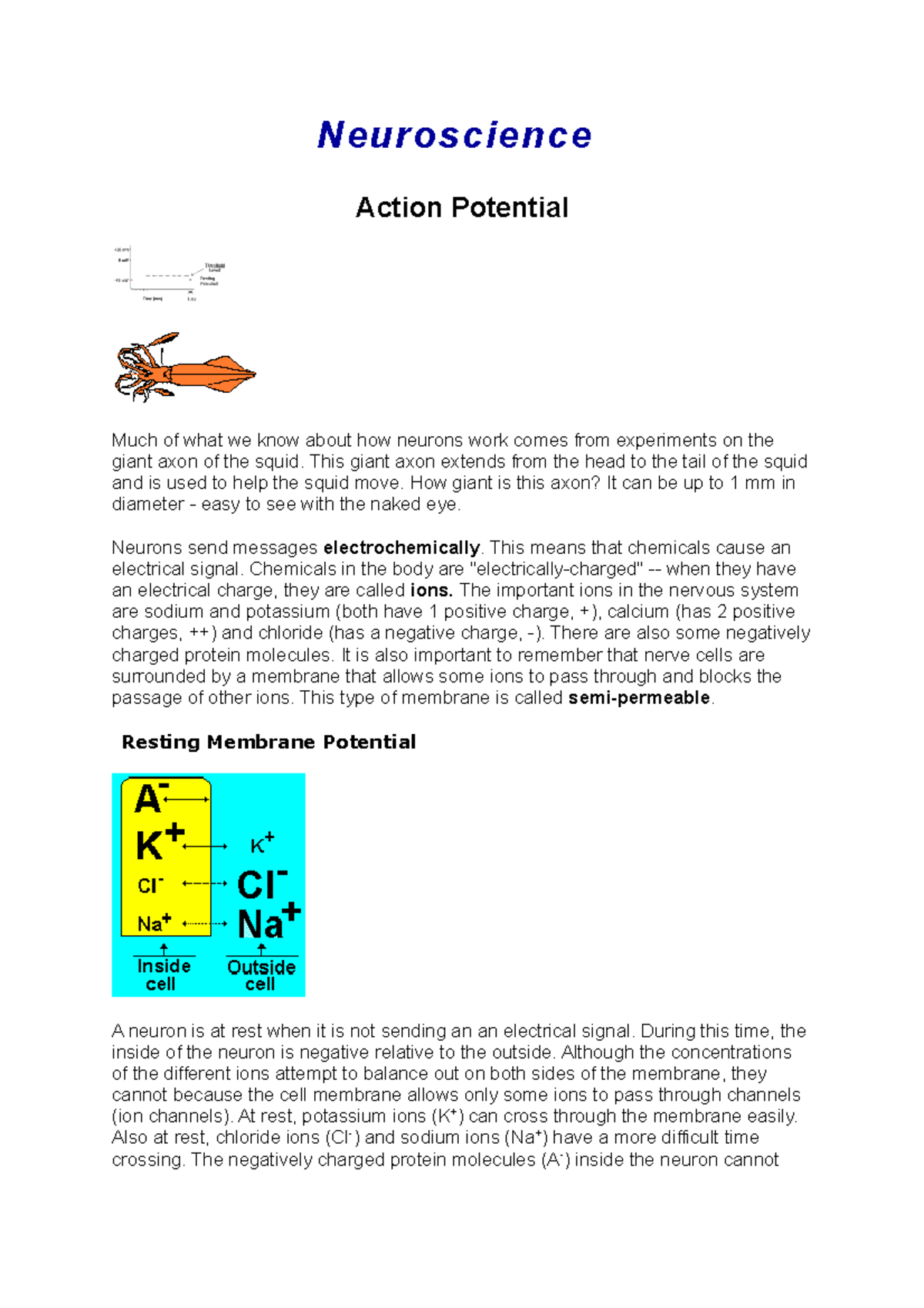 Neuroscience 101: Conduction of Action Potential Explained - Studocu