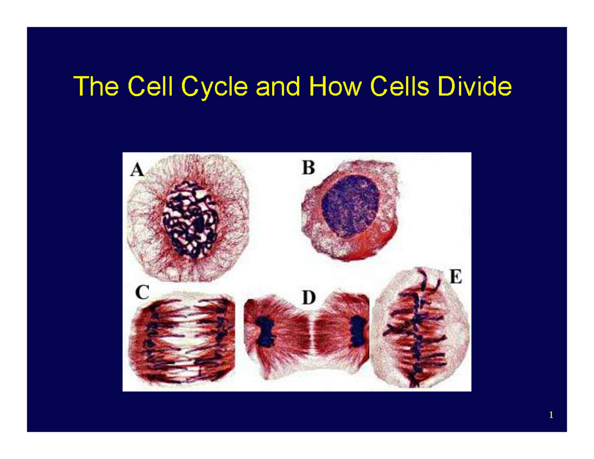 Cell Division: Final Lecture XI Overview and Key Concepts - Studocu