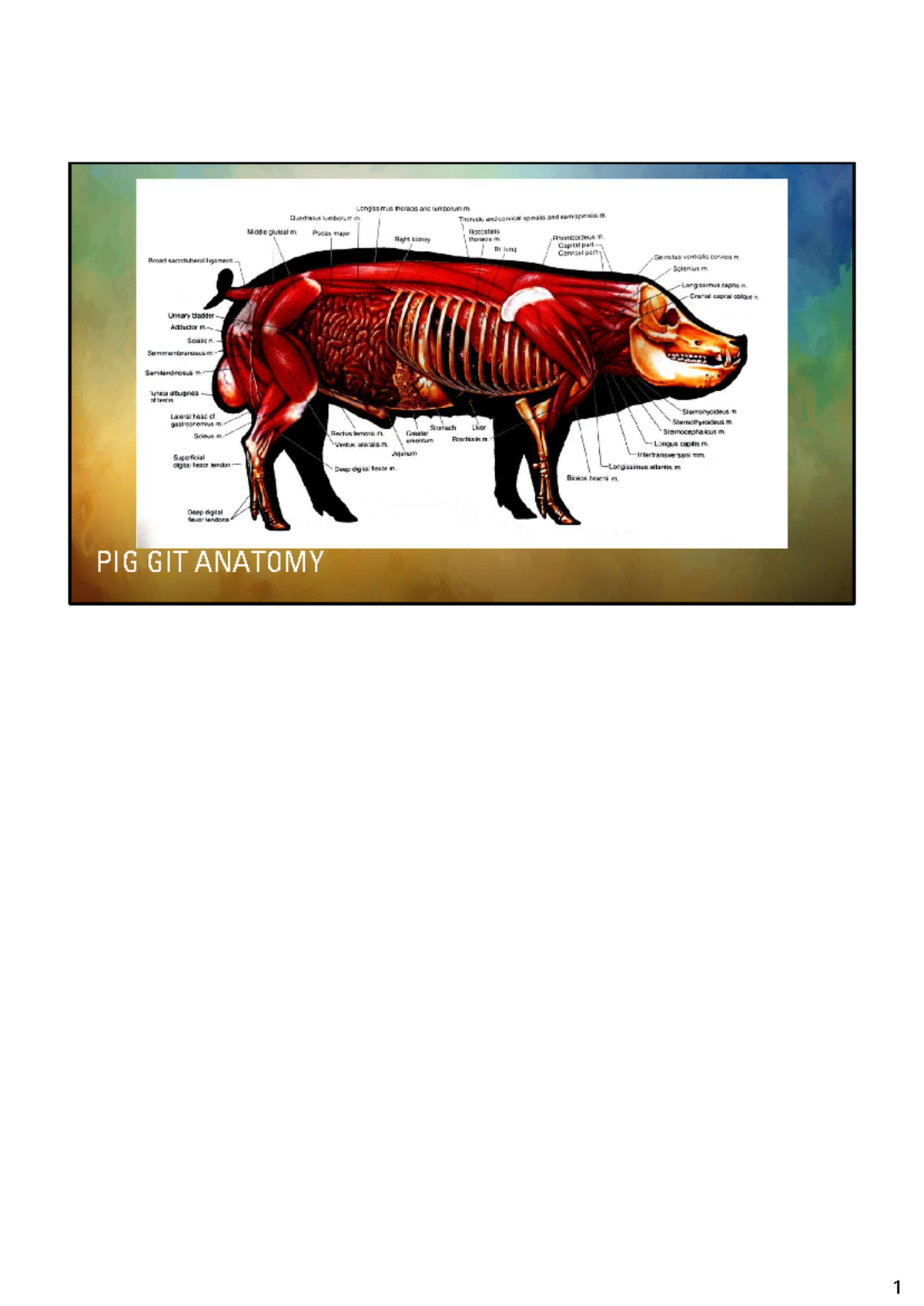 Pig GIT Anatomy 2026 - Practical Assessment Overview - Studocu