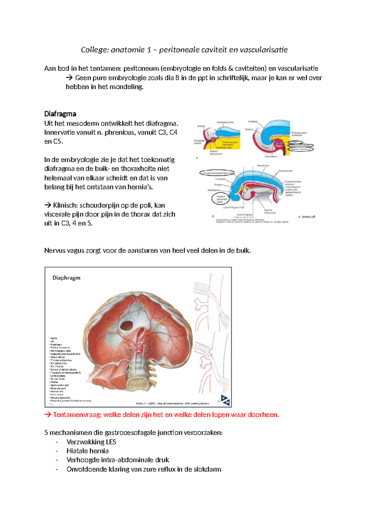 college-anatomie-1-tentamen-peritoneale-ruimte-vascularisatie