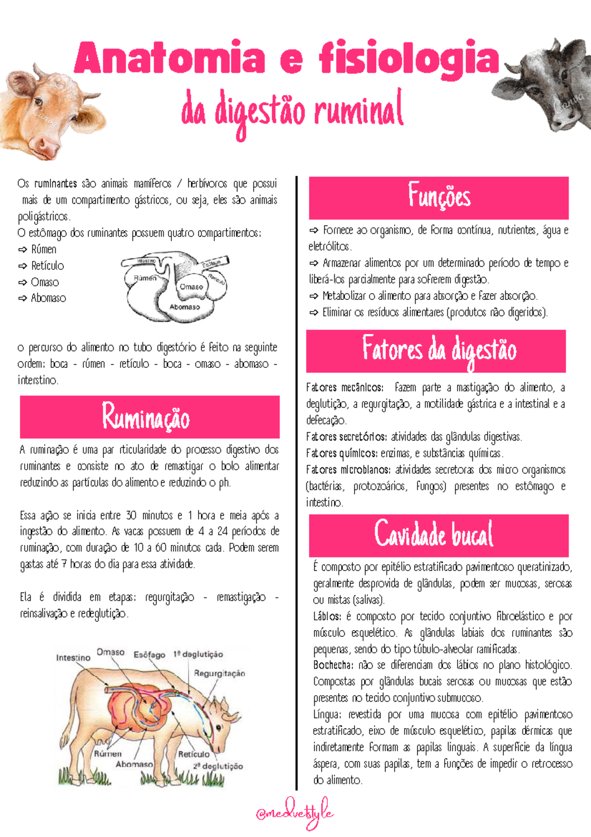 Fisiologia Digestiva dos Ruminantes: Estruturas e Funções - Studocu