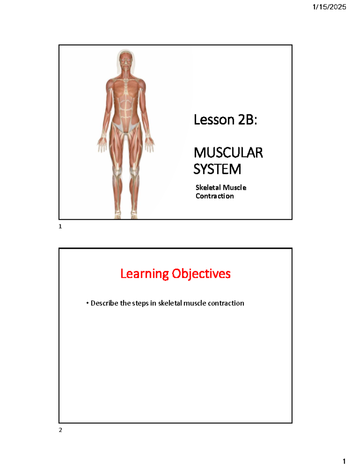 MUSCULAR SYSTEM: Steps in Skeletal Muscle Contraction (Course Code ...