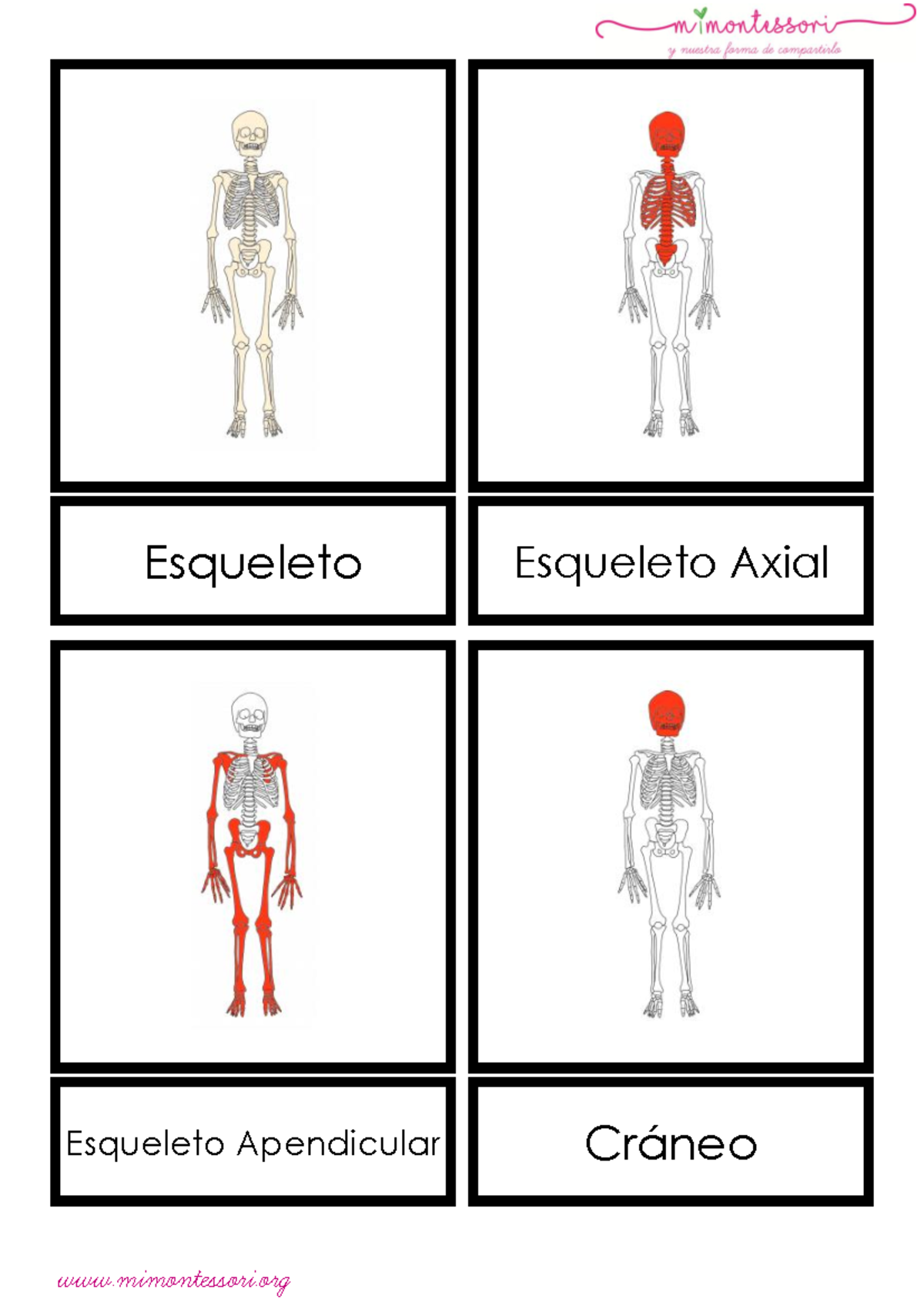 Esqueleto Humano: Axial y Apendicular - Anatomía Básica - Studocu