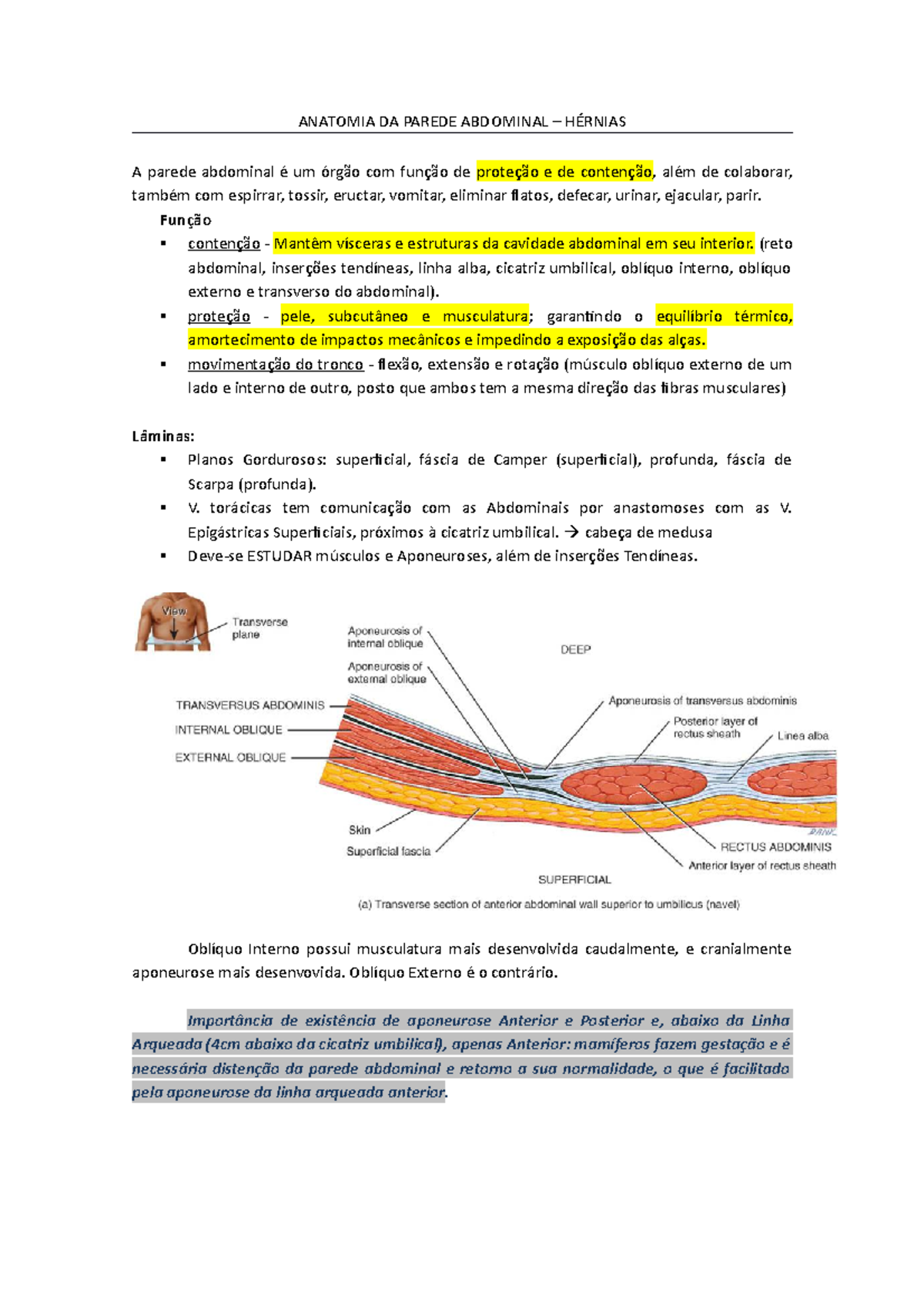 Resumo Anatomia da Parede Abdominal - Estudo e Estruturas Chave - Studocu