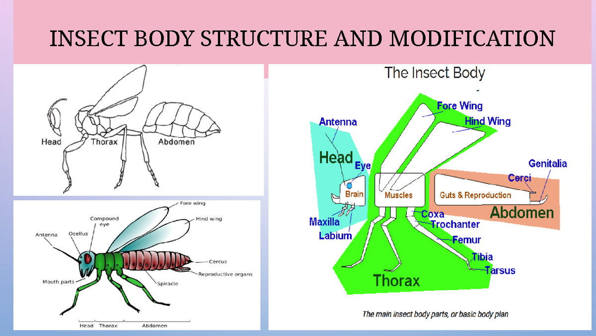 Body Of Insects Divided Into