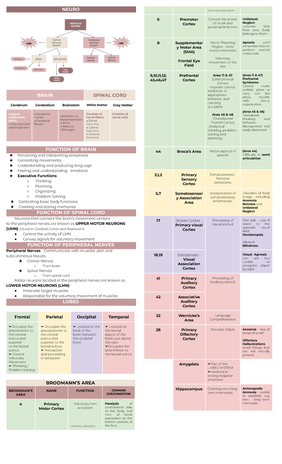SCI Notes: Medical Background & PT Assessment for Spinal Cord Injury ...