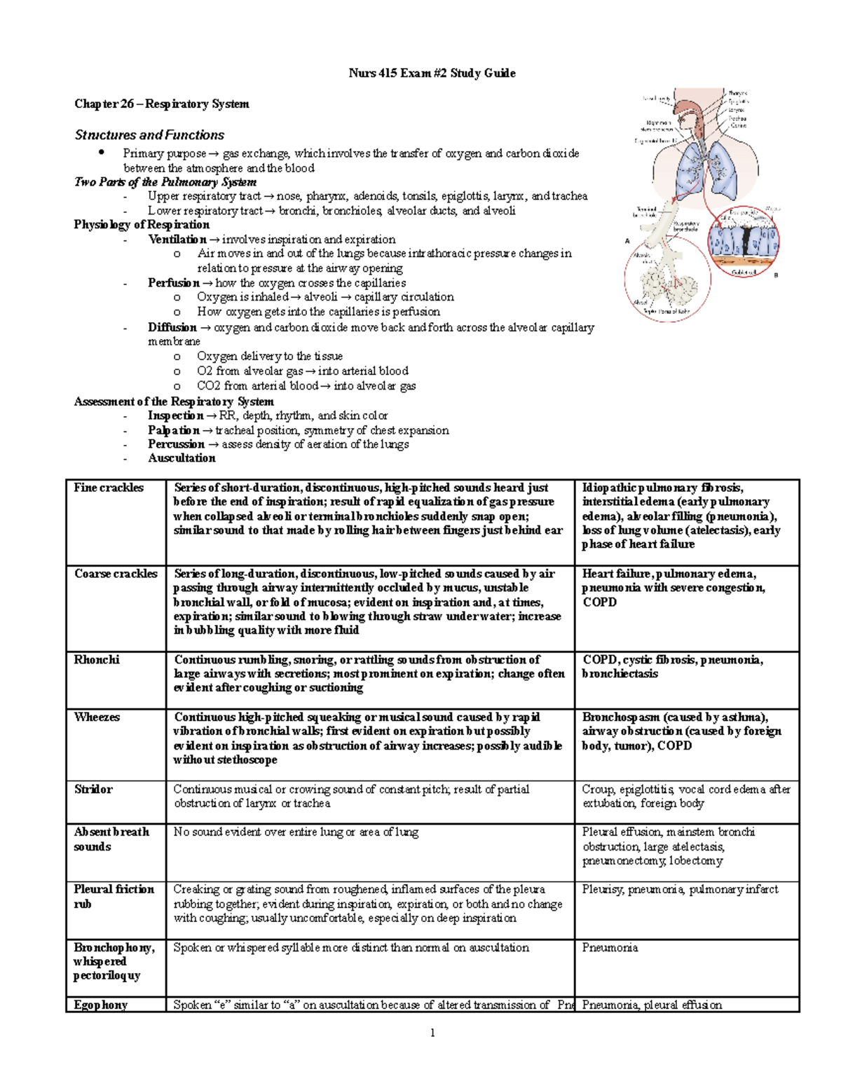 N415 Med Surg Exam 2 Study Guide: Respiratory System Insights - Studocu